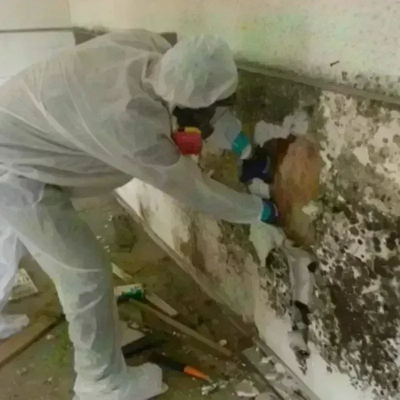 Mold Remediation and Removal in South Browning, MT